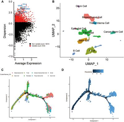 Single-cell transcriptomics uncover the key ferroptosis regulators contribute to cancer progression in head and neck squamous cell carcinoma